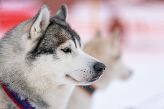 Using a clicker for dog training improves focus, reinforces good behavior