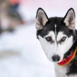 How to train your dog like a pro - step-by-step tips and techniques