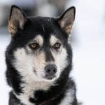 effective potty training tips for pet owners