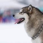 Step-by-step guide on how to train a dog to walk up a ramp effectively