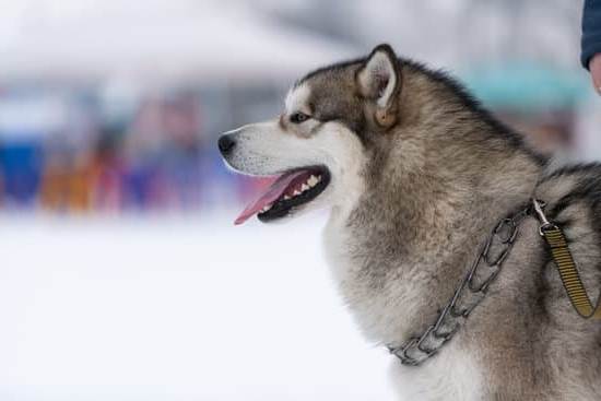 Step-by-step guide on how to train a dog to walk up a ramp effectively