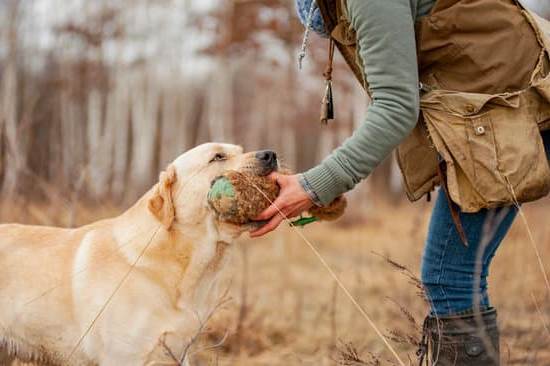 How to Train Your Dog No Biting 1 Effective training methods for HOW TO TRAIN YOUR DOG NO BITING