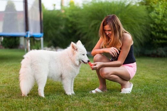 How Are Police Dogs Trained to Bite 1 Learn how police dogs are trained to bite effectively for law enforcement purposes