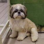 Consider train pet policy before bringing dogs onboard for a smooth journey