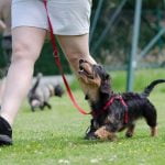 Step-by-step guide on how to train potty train dogs effectively