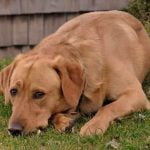 Why Would a Potty Trained Dog Pee in the House Understanding why a potty trained dog would pee in the house - tips for pet owners