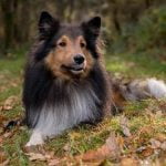 How to Train Dog New Name effectively