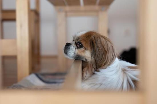 Train a male dog to not reproduce, despite being intact. Learn about intact dog training methods