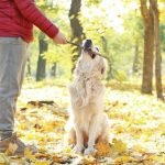 How to Train Your Dog With a Silent Whistle Utilizing a silent whistle to teach obedience and commands. How to train your dog with a silent whistle