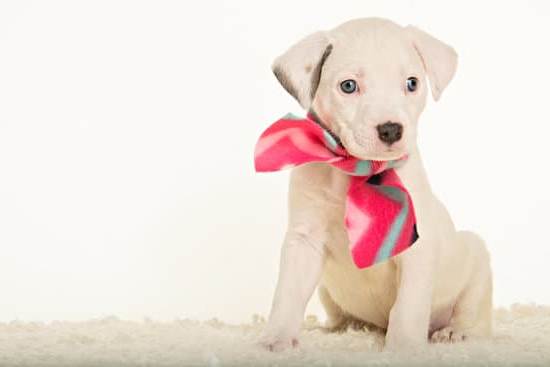 what is a dog training lead