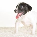 Where Did Zak George Learn Dog Training Zak George learned dog training at SuperFetch with positive reinforcement methods