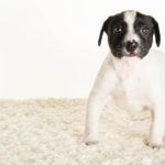 How to Train Dog Not to Jump Up on Counters positive reinforcement, consistent redirection, and boundary setting