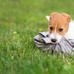 Why Do You Want to Become a Dog Trainer Passionate about animal behavior Explore 'Why Do You Want to Become a Dog Trainer' career path