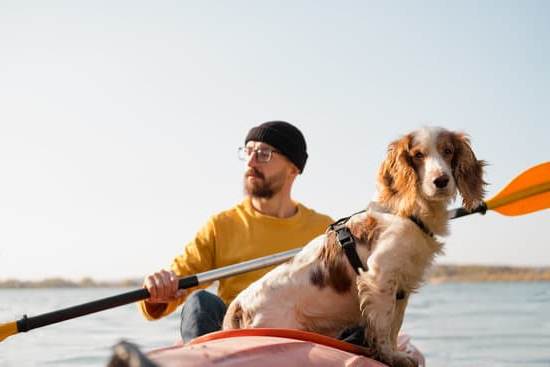 How to Train Dog Not to Bark When Home Alone 1 Effective ways to teach dogs to not bark when left home alone