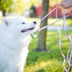 Are Waggin Train Bad for Dogs Are Waggin Train bad for dogs