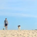 Step-by-step guide on how to train a service dog for normal distribution successfully