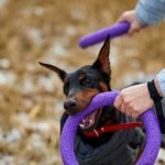 Learn how they trained dogs for space missions to go into space successfully