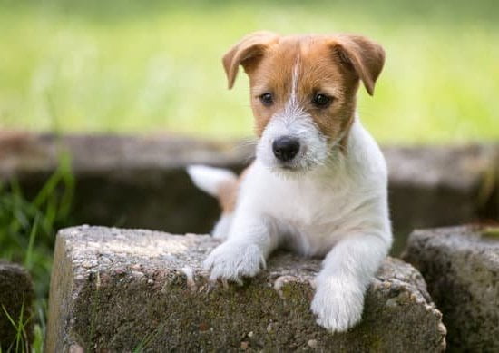 Training my dog to sit, stay, and come when called are important commands to start with