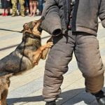 How to Train Dog to Stay in One Room Guide on how to train a dog to stay in one room effectively