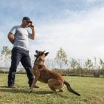 Where Can I Train My Dog for Search and Rescue Best training centers for search and rescue dog training