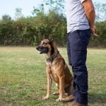 How to Train Cane Corso Dogs Step-by-step guide on how to train Cane Corso dogs effectively