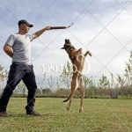 When trained dog pees in crate, revisit potty training method for behavioral adjustments