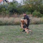 How to Train a Dog to Be an Excellent Duck Dog - Step-by-Step Instructions