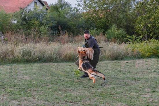 How to Train a Dog to Be a Duck Dog 1 How to Train a Dog to Be an Excellent Duck Dog - Step-by-Step Instructions