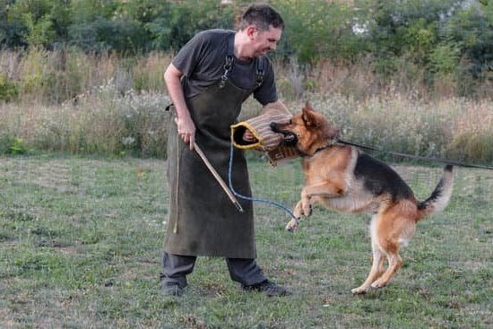 How to Train a Dog With Food Aggression 5 Effective methods for addressing food aggression in dogs through training techniques