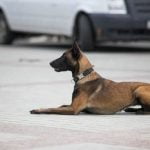 Training a service dog to detect seizures requires patience, consistency, and positive reinforcement