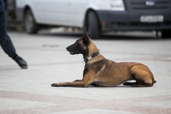 Training a service dog to detect seizures requires patience, consistency, and positive reinforcement