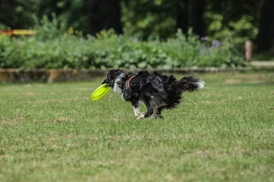 Efficiently teach your dog to use puppy pads through consistent training and positive reinforcement methods