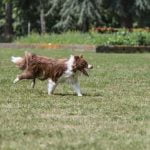 Learn how to train a dog to protect you effectively with positive reinforcement techniques