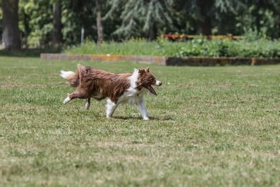 How to Train a Dog to Protect You 1 Learn how to train a dog to protect you effectively with positive reinforcement techniques