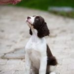 How to Train Pitbull Hog Dogs Step-by-step guide on how to train Pitbull hog dogs efficiently and safely