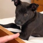 Expert Guide for Handlers and Trainers