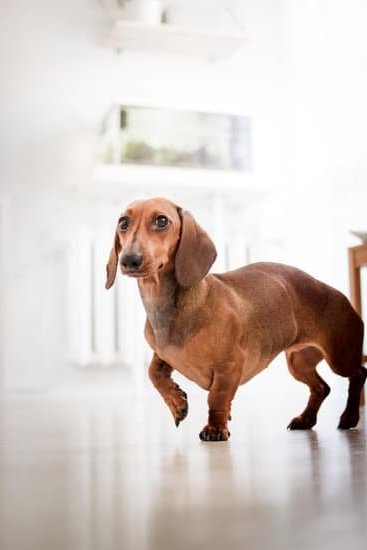 How Do You Train a Dog to Catch a Frisbee 1 Steps, tips, and techniques for success