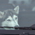 Why My Potty Trained Dog Is Having Accidents potential health issues or behavioral changes