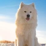 Can You Leash Train an Older Dog Yes, you can leash train an older dog successfully with patience and consistency