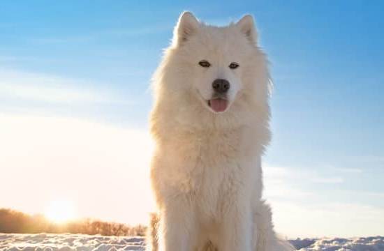 Can You Leash Train an Older Dog 1 Yes, you can leash train an older dog successfully with patience and consistency