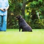 gentle brushing with dog-safe stain remover