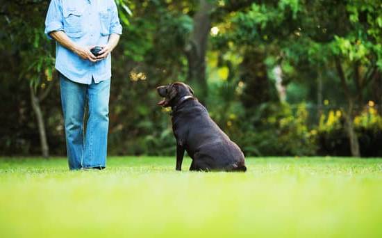 How to Remove Training Collar Stain From Dogs Coat 1 gentle brushing with dog-safe stain remover