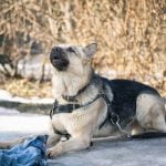 John Candy with a dog in 'Planes, Trains and Automobiles' movie scene