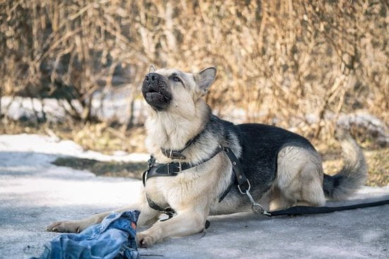 John Candy with a dog in 'Planes, Trains and Automobiles' movie scene