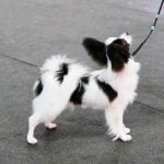 Training a Dog to Feel at Ease Around People