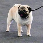 Step-by-step guide for teaching dogs to use car ramps effectively and safely