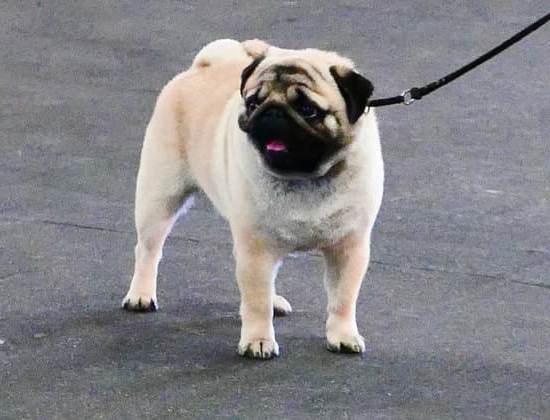 Why Does My Dog Whine With the Train 7 Why does my dog whine with the train passing by