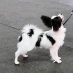 Simplified guide on how to train a dog with a halter collar effectively for more control