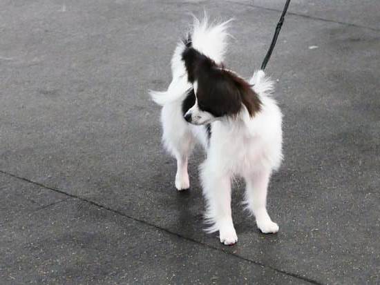 Can a 5 Year Old Dog Be Trained 1 Yes, it's possible with patience, consistency, and proper guidance