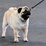 A loyal service dog waiting patiently at the bustling train platform